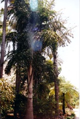 Wine Palm, Fishtail Palm, Toddy Palm
