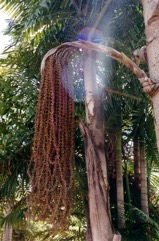 Wine Palm, Fishtail Palm, Toddy Palm