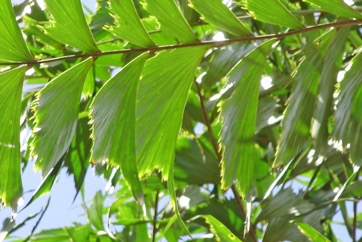 Wine Palm, Fishtail Palm, Toddy Palm