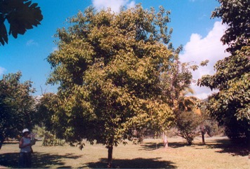 Casimiroa, White sapote