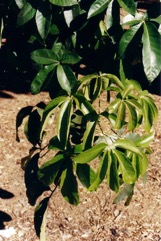 Casimiroa, White sapote