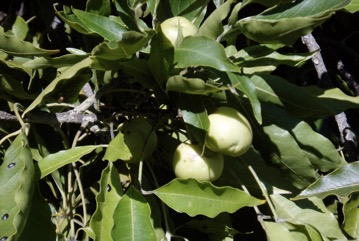 Casimiroa, White sapote