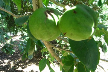 Casimiroa, White sapote