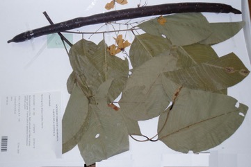 Cassia, Golden Shower