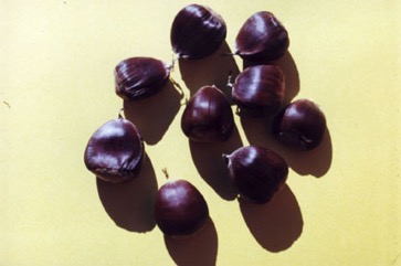 European Chestnut, Sweet chestnut, Spanish chestnut