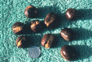 European Chestnut, Sweet chestnut, Spanish chestnut