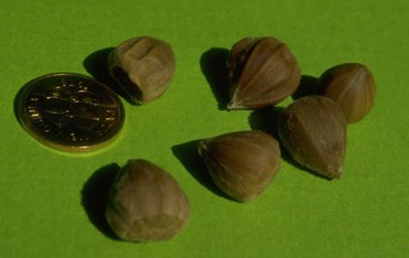 Castanopsis chestnut, White oak