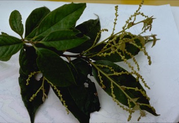 Castanopsis chestnut, White oak