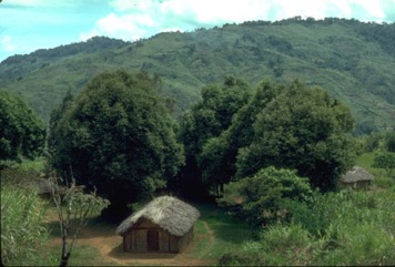 Castanopsis chestnut, White oak