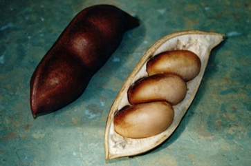 Moreton Bay Chestnut