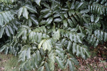Moreton Bay Chestnut