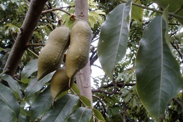 Moreton Bay Chestnut