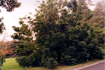 Moreton Bay Chestnut