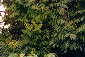 Moreton Bay Chestnut