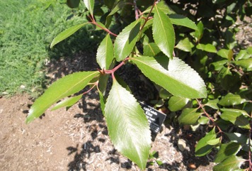 Arabian tea tree, Bushman’s tea, Khat