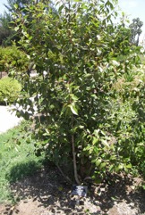Arabian tea tree, Bushman’s tea, Khat