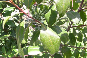 Arabian tea tree, Bushman’s tea, Khat