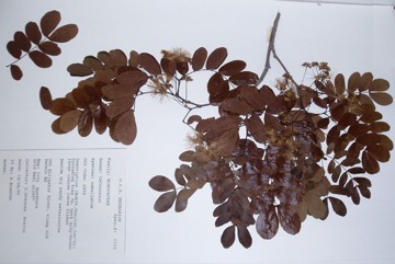 Cathormion, Bean-tree, Cathormium