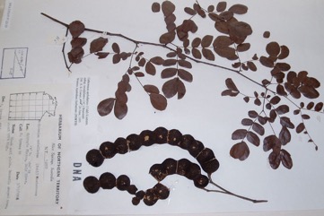 Cathormion, Bean-tree, Cathormium