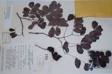 Cathormion, Bean-tree, Cathormium