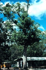 Kapok, White silk cotton tree