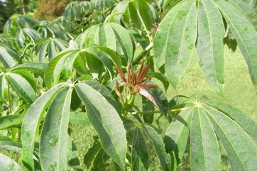 Kapok, White silk cotton tree