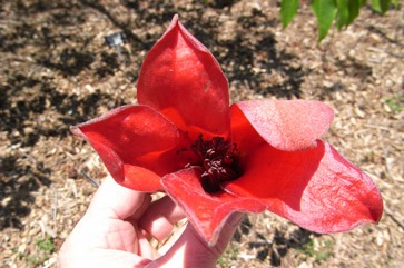 Kapok, White silk cotton tree