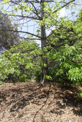 Kapok, White silk cotton tree