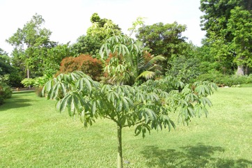 Kapok, White silk cotton tree