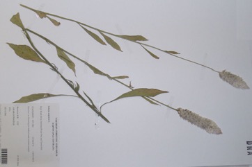 Quail grass, Cock’s comb