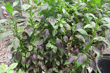Quail grass, Cock’s comb