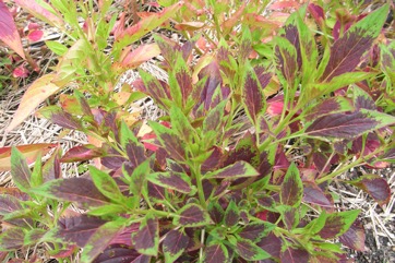 Quail grass, Cock’s comb