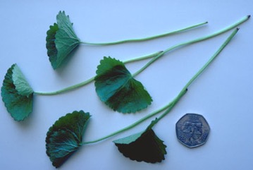 Asian pennywort, Indian Pennywort