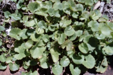 Asian pennywort, Indian Pennywort