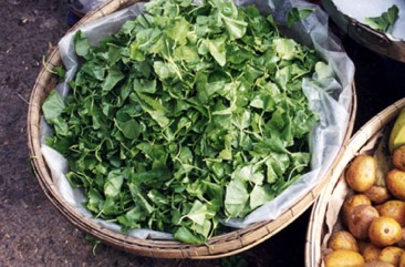 Asian pennywort, Indian Pennywort