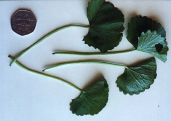 Asian pennywort, Indian Pennywort