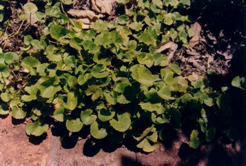 Asian pennywort, Indian Pennywort