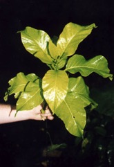 Pisonia tree, Giant Pisonia, Lettuce tree