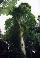 Pisonia tree, Giant Pisonia, Lettuce tree