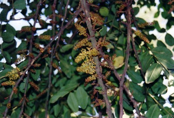 Carob