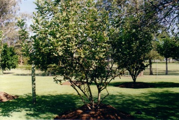 Carob