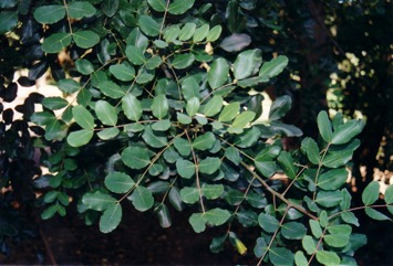 Carob