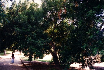 Carob