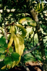 Carob