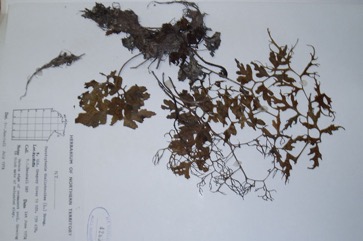 Swamp fern, Water sprite, Water hornfern