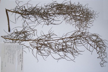 Swamp fern, Water sprite, Water hornfern