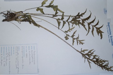 Swamp fern, Water sprite, Water hornfern