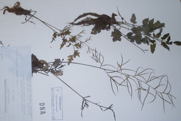 Swamp fern, Water sprite, Water hornfern