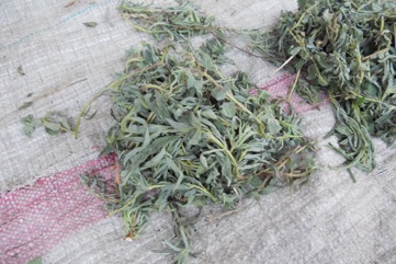 False sesame