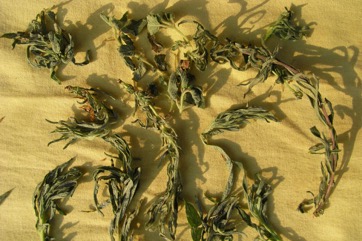 False sesame